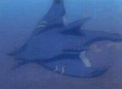 Mantaraymon
